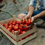 LE MIGRAZIONI, LA LOTTA DI CLASSE E LO SFRUTTAMENTO SPIEGATO CON I POMODORI